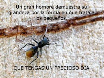 El ingenio de una hormiga