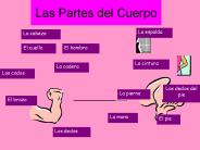 Las Partes del Cuerpo