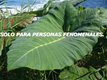 Presentacin de PowerPoint