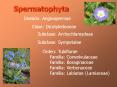 Convolvulaceae PowerPoint PPT Presentation