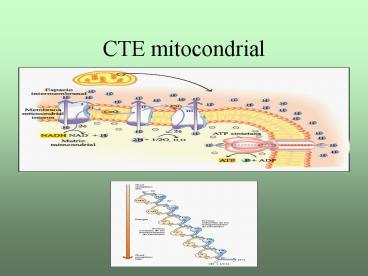 CTE mitocondrial