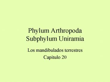 Phylum Arthropoda Subphylum Uniramia