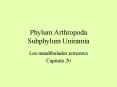 Phylum Arthropoda Subphylum Uniramia PowerPoint PPT Presentation