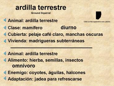 ardilla terrestre Ground Squirrel