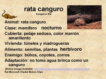 rata canguro Kangaroo Rat