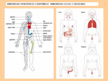 inmunologia mucosa