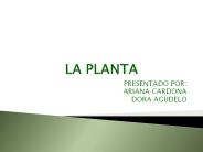 LA PLANTA