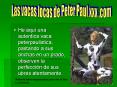 He aqu una autentica vaca peterpaulistica, pastando a sus anchas en un prado, observen la perfeccin PowerPoint PPT Presentation