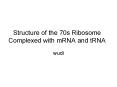 Structure of the 70s Ribosome Complexed with mRNA and tRNA PowerPoint PPT Presentation