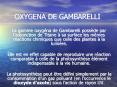 OXYGENA DE GAMBARELLI PowerPoint PPT Presentation