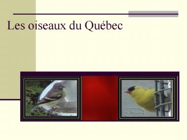 Les oiseaux du Qu