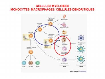 CELLULES MYELOIDES MONOCYTES, MACROPHAGES, CELLULES DENDRITIQUES