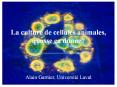 La culture de cellules animales, quosse  PowerPoint PPT Presentation