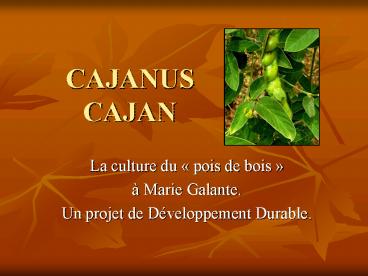 CAJANUS CAJAN