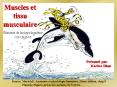 Muscles et tissu musculaire PowerPoint PPT Presentation