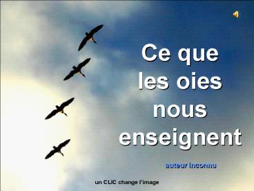 Ce que les oies nous enseignent
