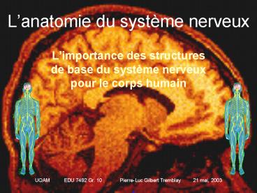 Lanatomie du systme nerveux