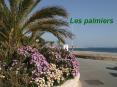 Les palmiers PowerPoint PPT Presentation