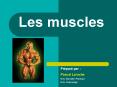 Les muscles PowerPoint PPT Presentation