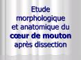Etude morphologique et anatomique du cur de mouton aprs dissection PowerPoint PPT Presentation
