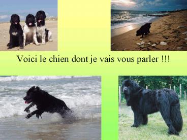 Voici le chien dont je vais vous parler