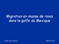 Migration en masse de raies dans le golfe du Mexique PowerPoint PPT Presentation