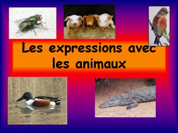 Les expressions avec les animaux