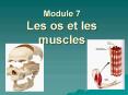 Module 7 Les os et les muscles PowerPoint PPT Presentation