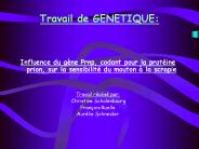 Travail%20de%20GENETIQUE: