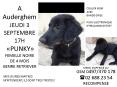 A Auderghem JEUDI 3 SEPTEMBRE 17H PUNKY FEMELLE NOIRE DE 4 MOIS GENRE RETRIEVER PowerPoint PPT Presentation
