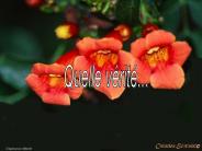 A1263204683NbIid