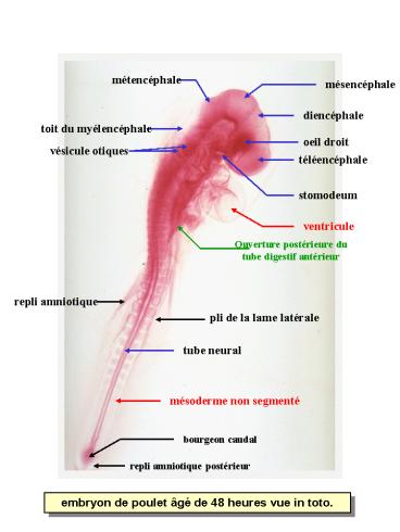 Aucun titre de diapositive