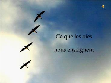 Ce que les oies nous enseignent