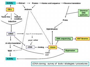 cDNA cloning : survey of tools strategies procedures