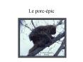 Le porcpic PowerPoint PPT Presentation