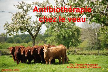 Antibiothrapie chez le veau