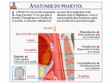 Corps Humain I 101-1S7