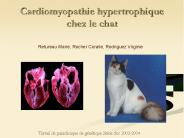 Cardiomyopathie hypertrophique chez le chat