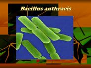 Bacillus anthracis