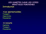 LES GAMETES DANS LES VOIES GENITALES FEMININES