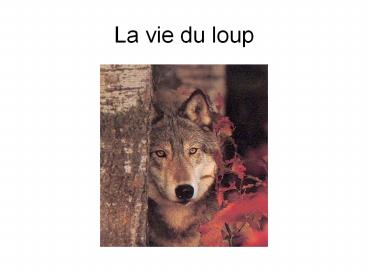 La vie du loup