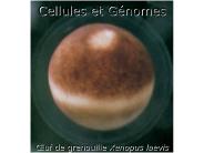 Cellules et G