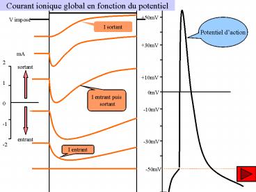 Courant ionique global en fonction du potentiel