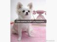 adorable Chihuahuas! PowerPoint PPT Presentation