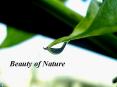 Beauty of Nature PowerPoint PPT Presentation