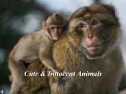 Cute & Innocent Animals