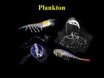 Plankton