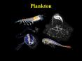 Plankton PowerPoint PPT Presentation