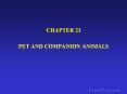 PET AND COMPANION ANIMALS PowerPoint PPT Presentation