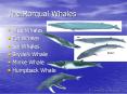 The Rorqual Whales PowerPoint PPT Presentation